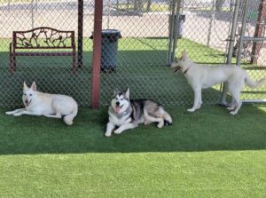 Synthetic Grass Prosper for Dogs